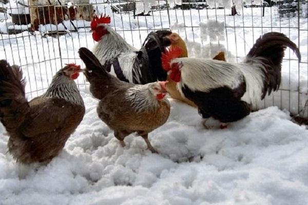 marche dans la neige