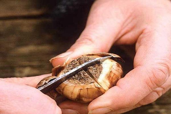 incision sur l'ampoule