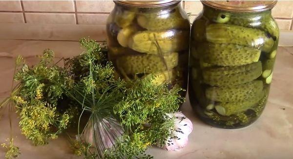 Leicht gesalzene Gurken