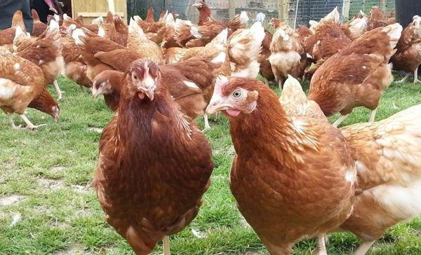 Aussehen von Hühnern