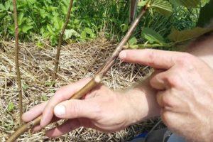 Méthodes de greffage des noisettes sur un écrou d'ours, calendrier et caractéristiques