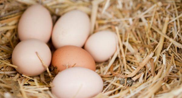 Hühnereier
