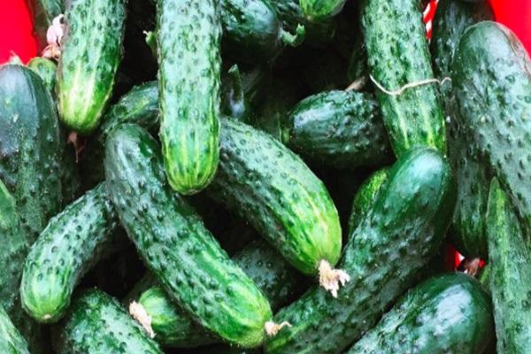 beaucoup de concombres