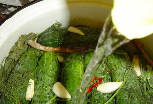 Gurken ohne Sterilisation