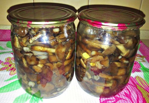 Gebratene Honigpilze