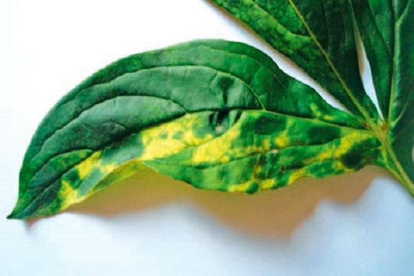 Gelbfärbung erscheint