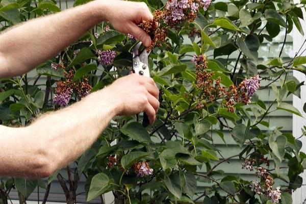 Entfernung von Stielen