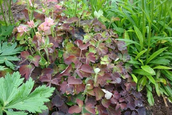 durch Krankheit eingefroren