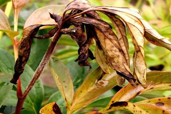 Pfingstrose wurde krank