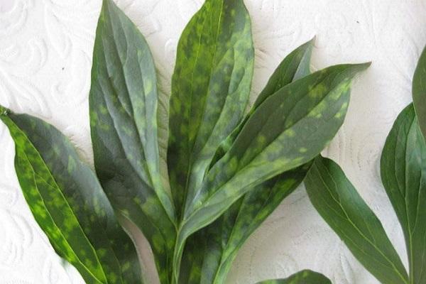 das Auftreten der Krankheit