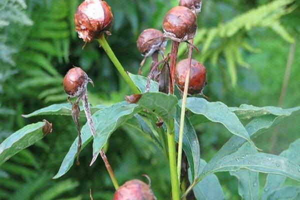 vertikilläres Welken