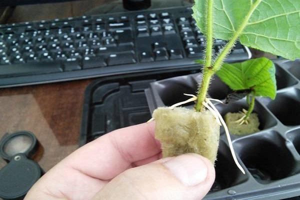 sélection végétale