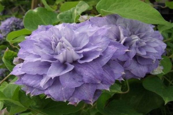 inflorescences en éponge