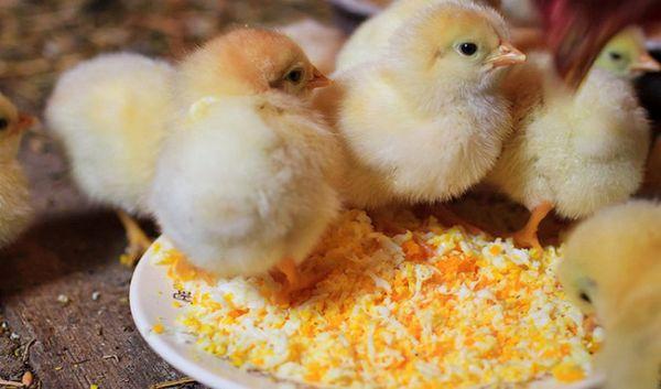 poulets 1-7 semaines