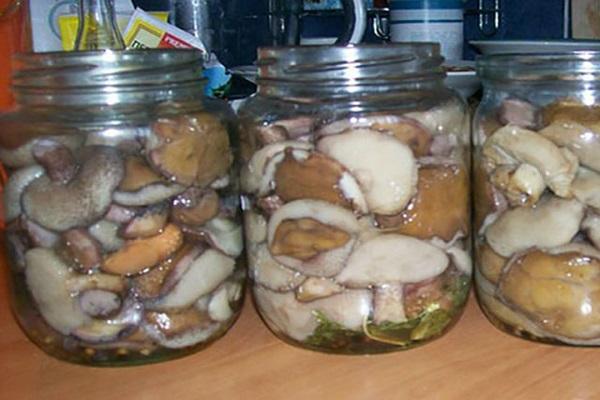 Russula für den Winter