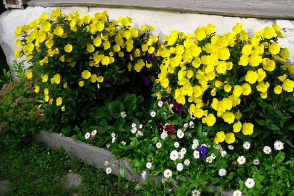 flowering for treatment