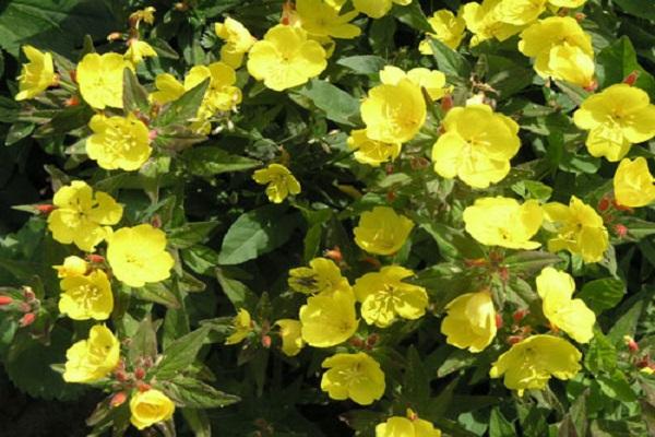 evening primrose
