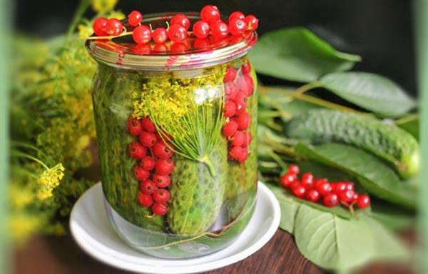 salage aux groseilles rouges