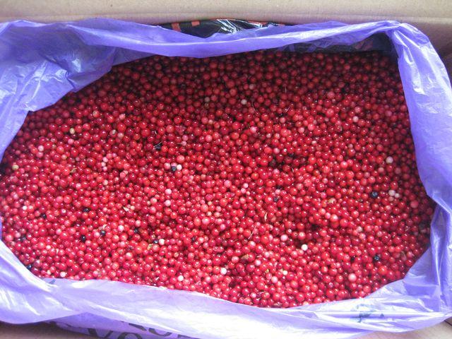 gefrorene Preiselbeere