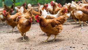 Pour quelles raisons les poulets domestiques meurent-ils et comment y remédier