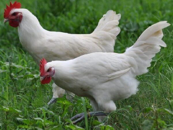 poulets race Bress Gali