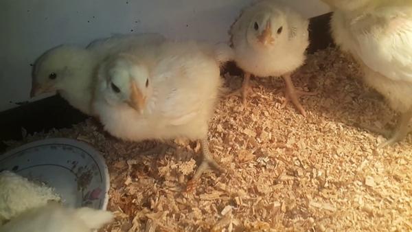 Poussins