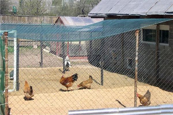 walking chickens from the chicken coop