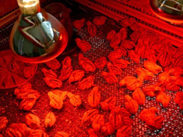 Infrarotlampen im Hühnerstall