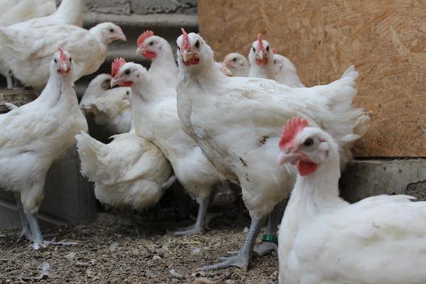 Race de poulets Bress Gali