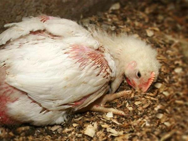 Aymeriose von Hühnern