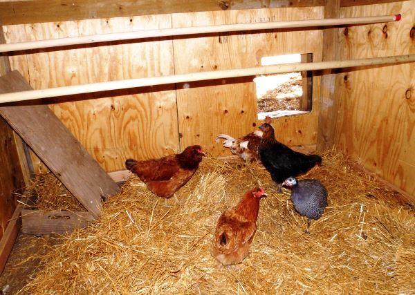 Stroh in einem Hühnerstall