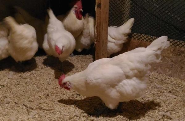 Poulets Bress Gali dans un poulailler