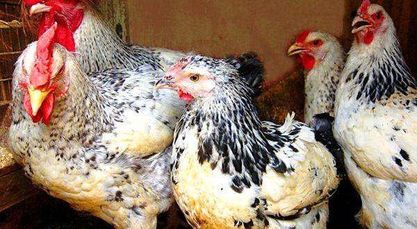 Poulets Hercules dans le poulailler