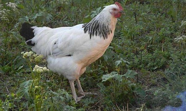 A hen