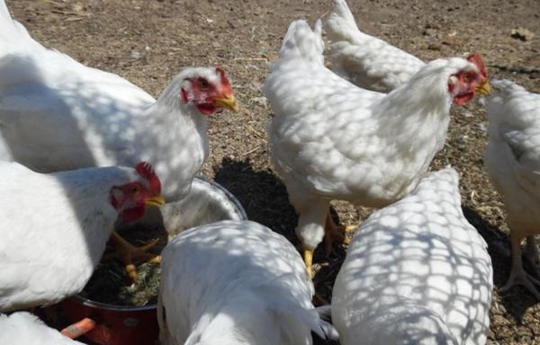 Les poulets Hercules marchent