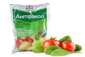 Instructions pour l'utilisation du fongicide Antracol et le mécanisme d'action