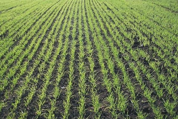 plantes dans les lits