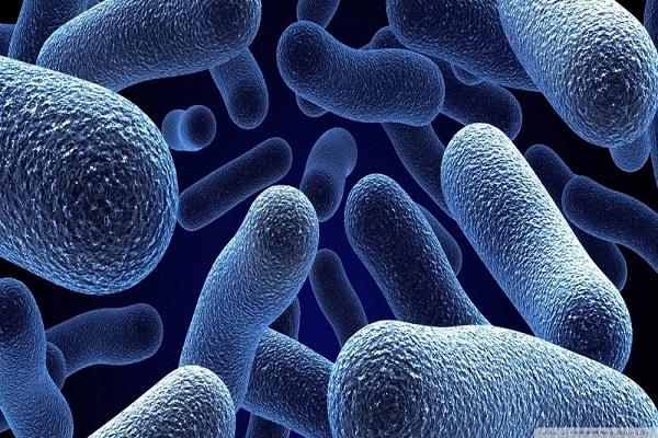 Instructions pour l'utilisation du fongicide Benorad et taux de consommation