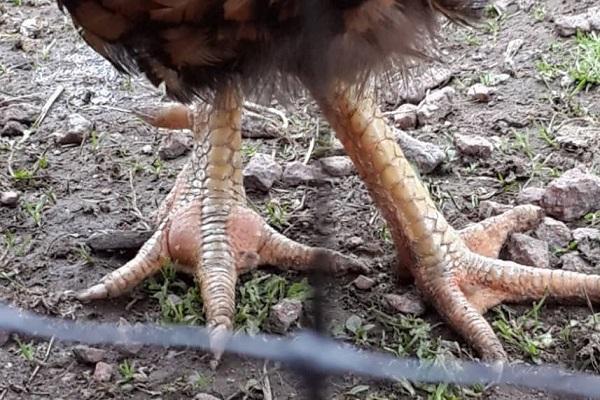 geschwollene Formation