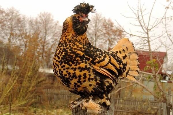 Pavlovsky chickens