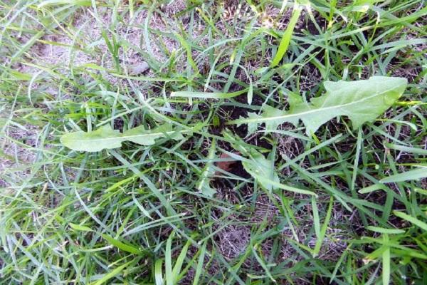 les mauvaises herbes poussent