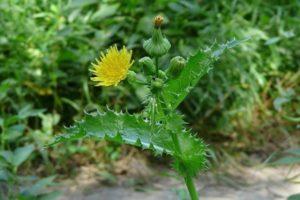 Les meilleures mesures de contrôle, comment se débarrasser définitivement du chardon-Marie sur le site