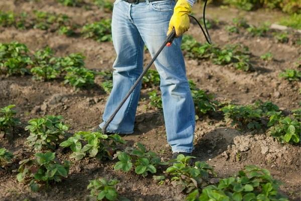 pesticide de fraise