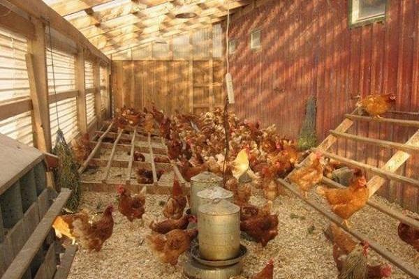 großer Hühnerstall