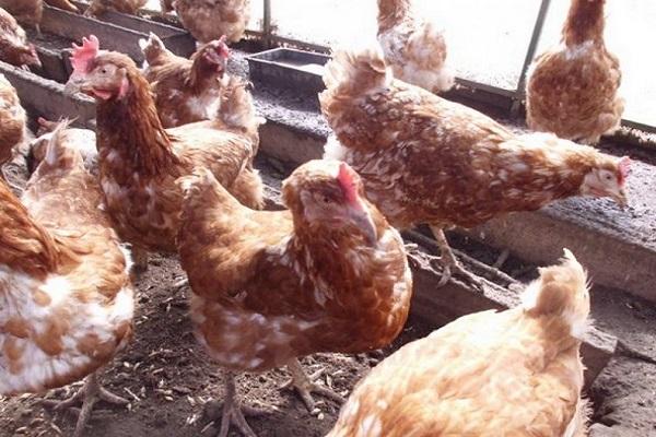 Die Generation wächst heran