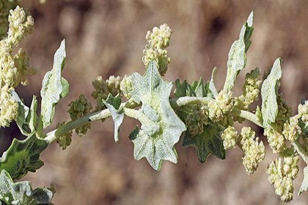 fleurir au printemps