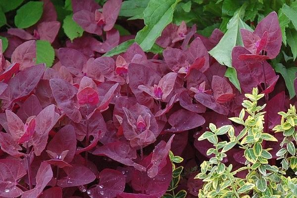 couleurs inhabituelles