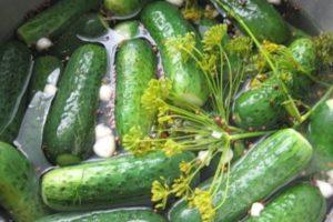 TOP 11 recipes for lightly salted cucumbers with horseradish leaves and garlic