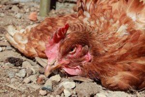 Symptoms and treatment of pasteurellosis in domestic chickens