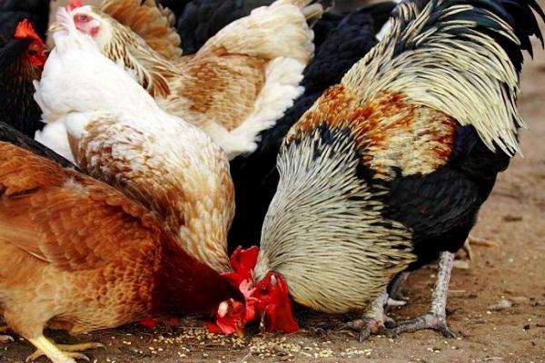 rooster with hens